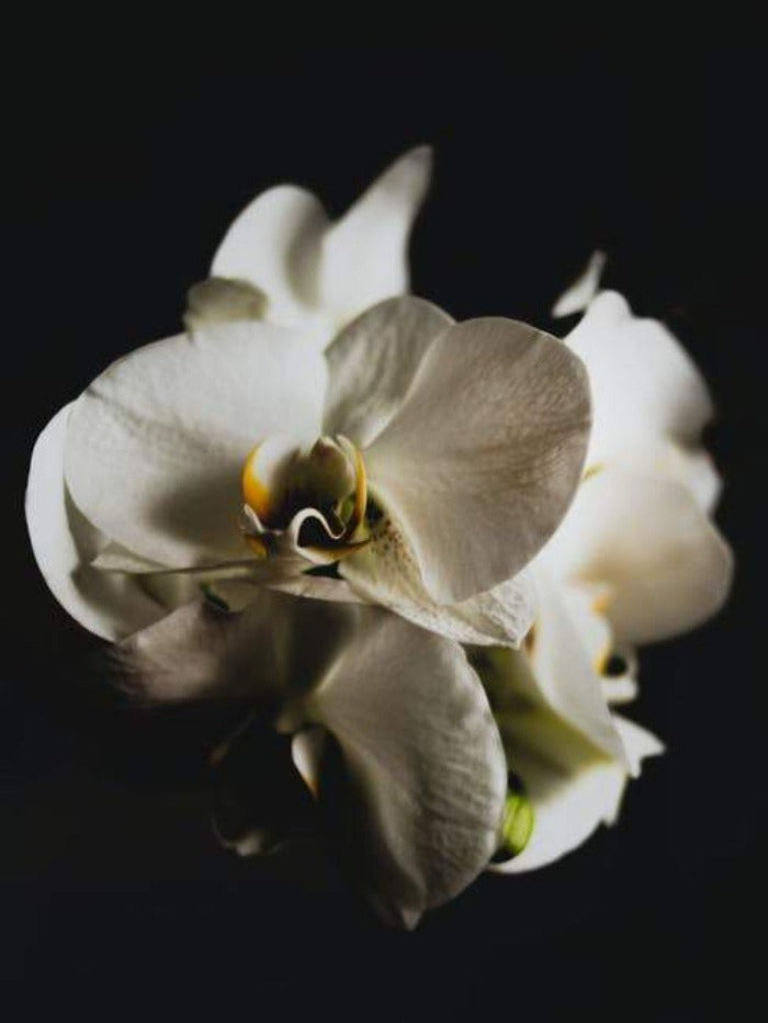 Black Orchid (Tom Ford Type)