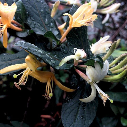 Rainkissed Honeysuckle