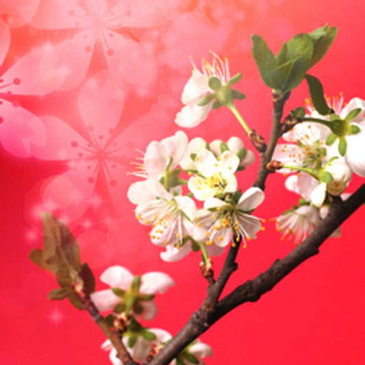 Japanese Cherry Blossom (Type)