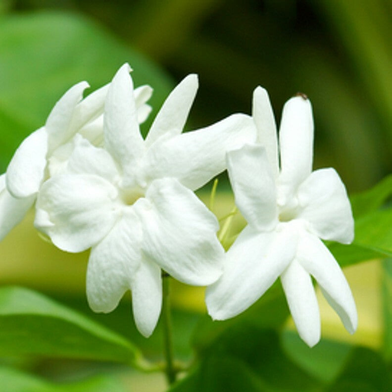 Jasmine