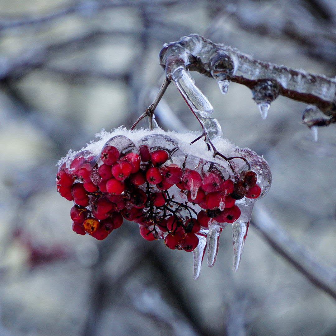 Snowberry Icicles