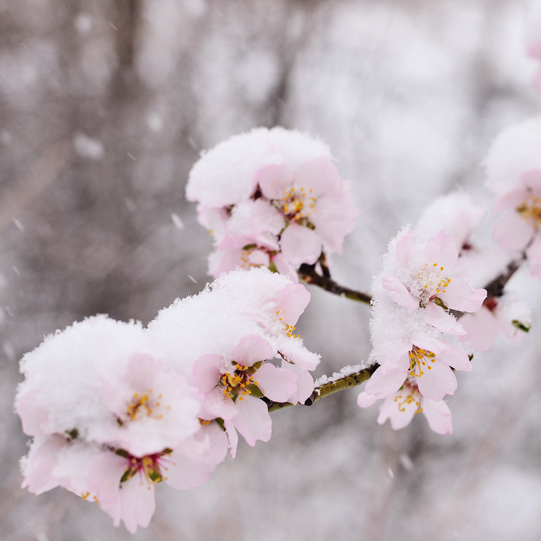 Sugarplum Blossom