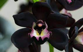 Black Orchid Tom Ford- TYPE