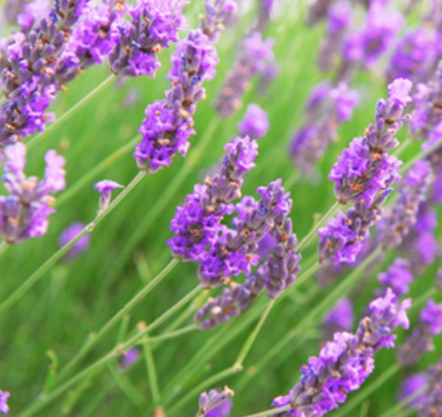 Lavender Vetiver